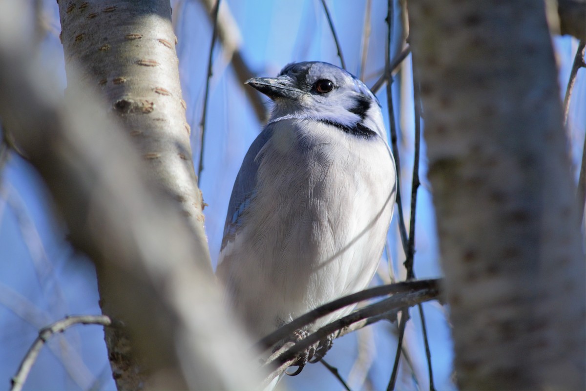 Blue Jay - ML505760091