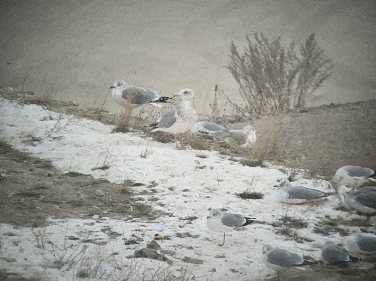 Gaviota Argéntea - ML505761601