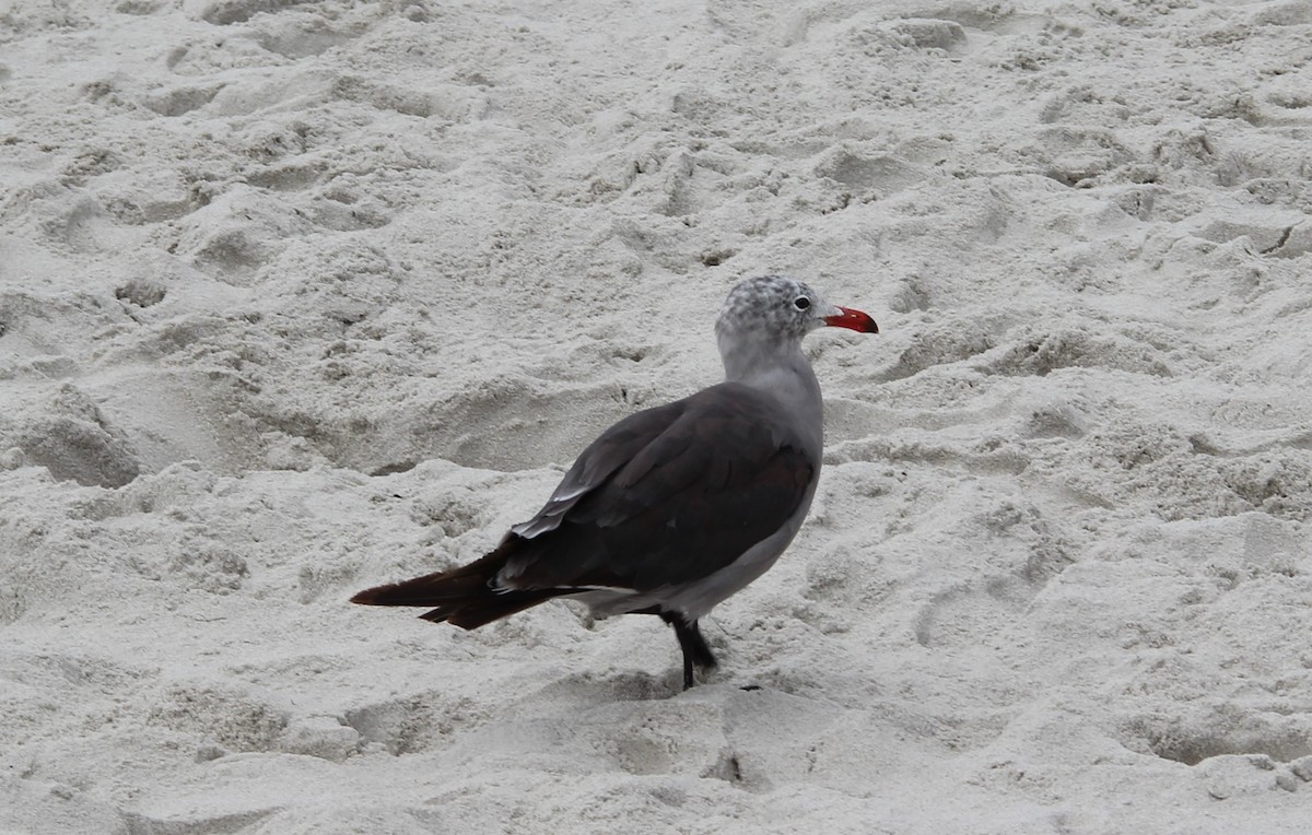 Gaviota Mexicana - ML505763111