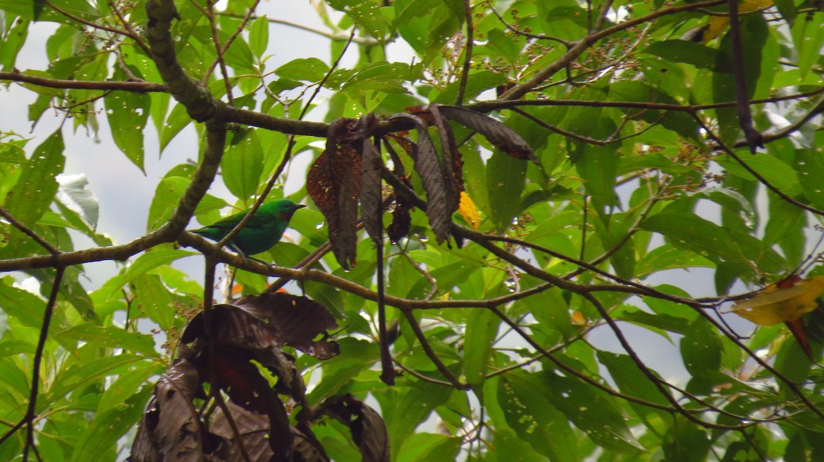 Orange-eared Tanager - ML50576381