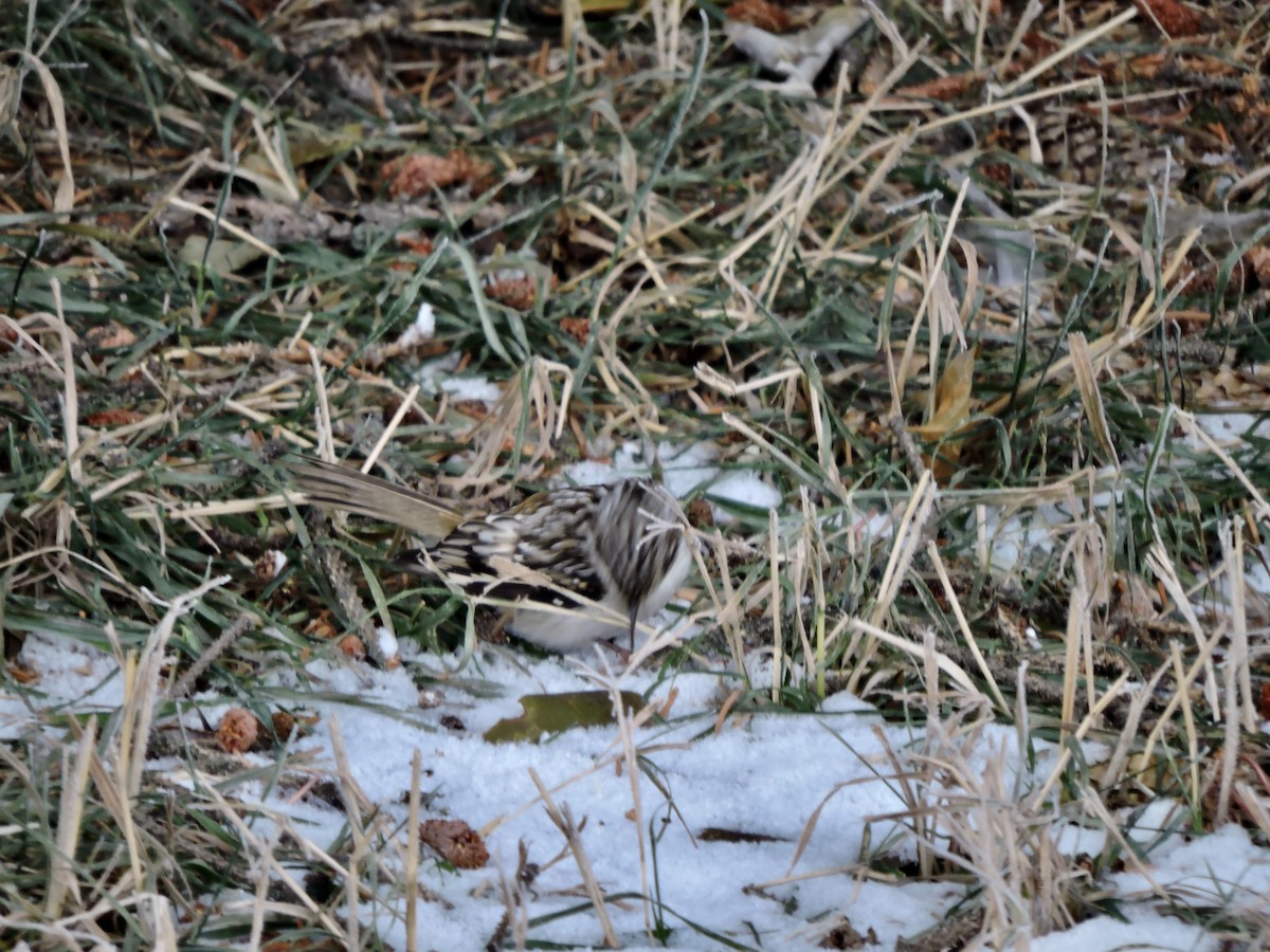 Brown Creeper - ML505764151