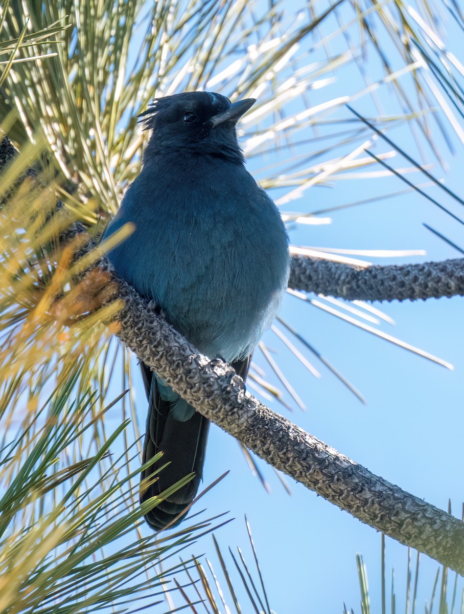 Steller's Jay - ML505764391