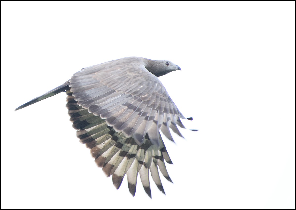 Oriental Honey-buzzard - ML505764441