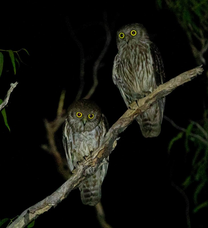Barking Owl - ML505765641