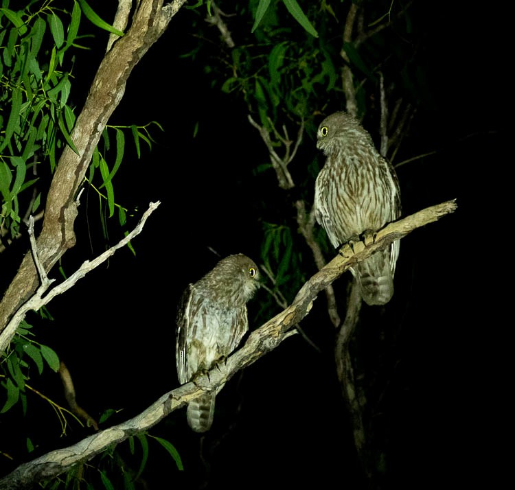 Barking Owl - ML505765651