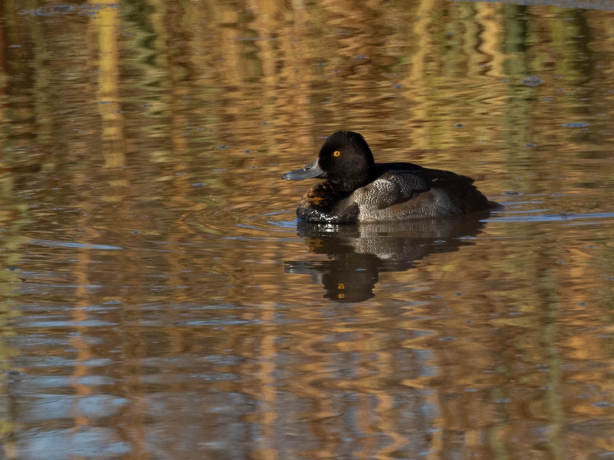 Lesser Scaup - Andy DeBroux