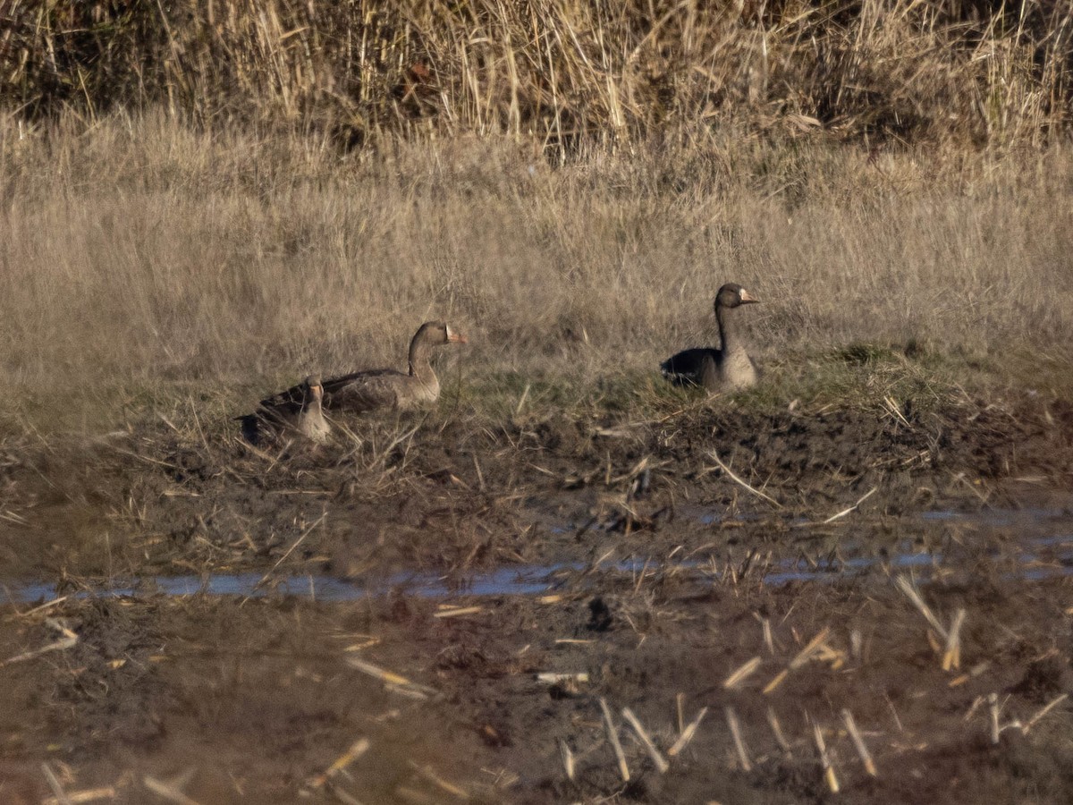 Greater White-fronted Goose - ML505766241