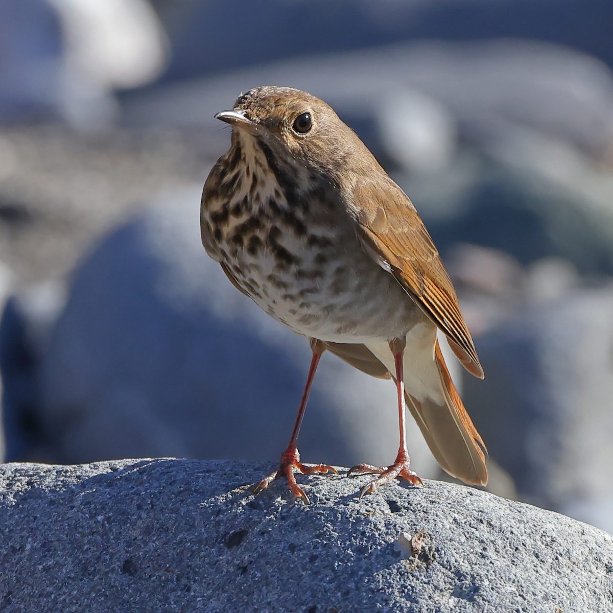 Hermit Thrush - ML505767501