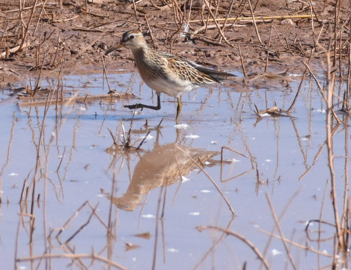 Bécasseau à poitrine cendrée - ML505768291