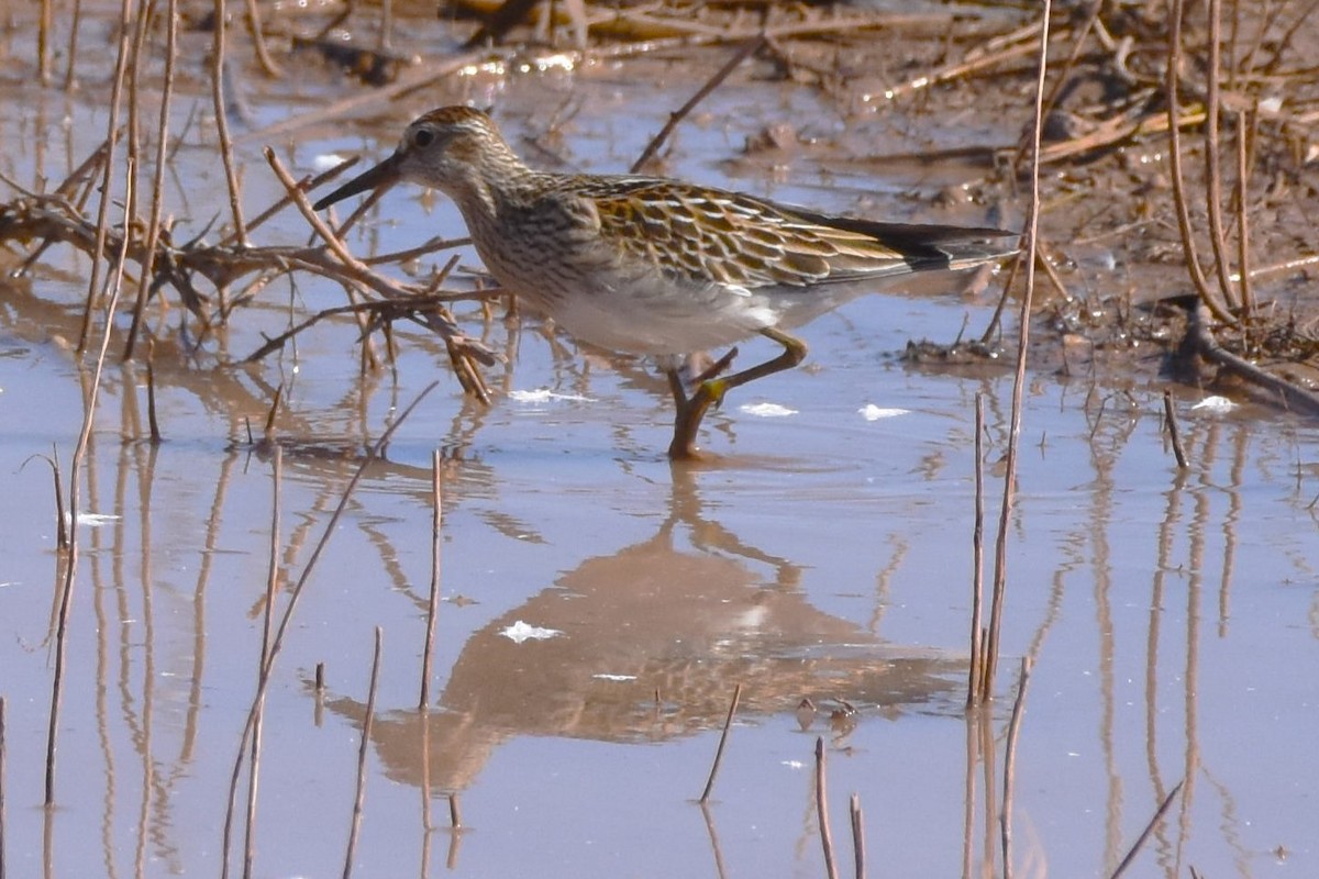 Bécasseau à poitrine cendrée - ML505768301