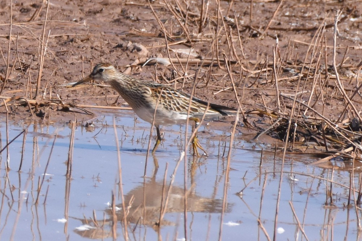 Pectoral Sandpiper - ML505768321