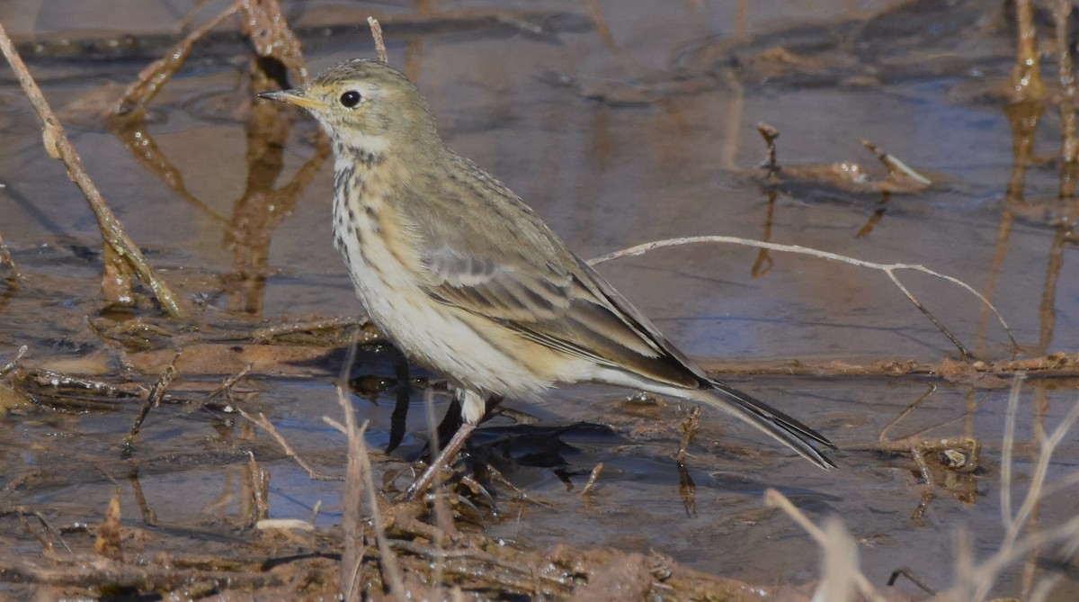 American Pipit - Chris Rohrer