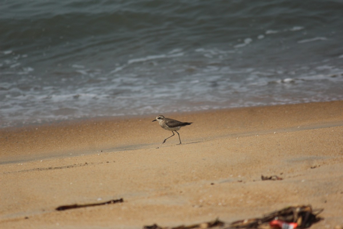 kulík kaspický - ML505768831