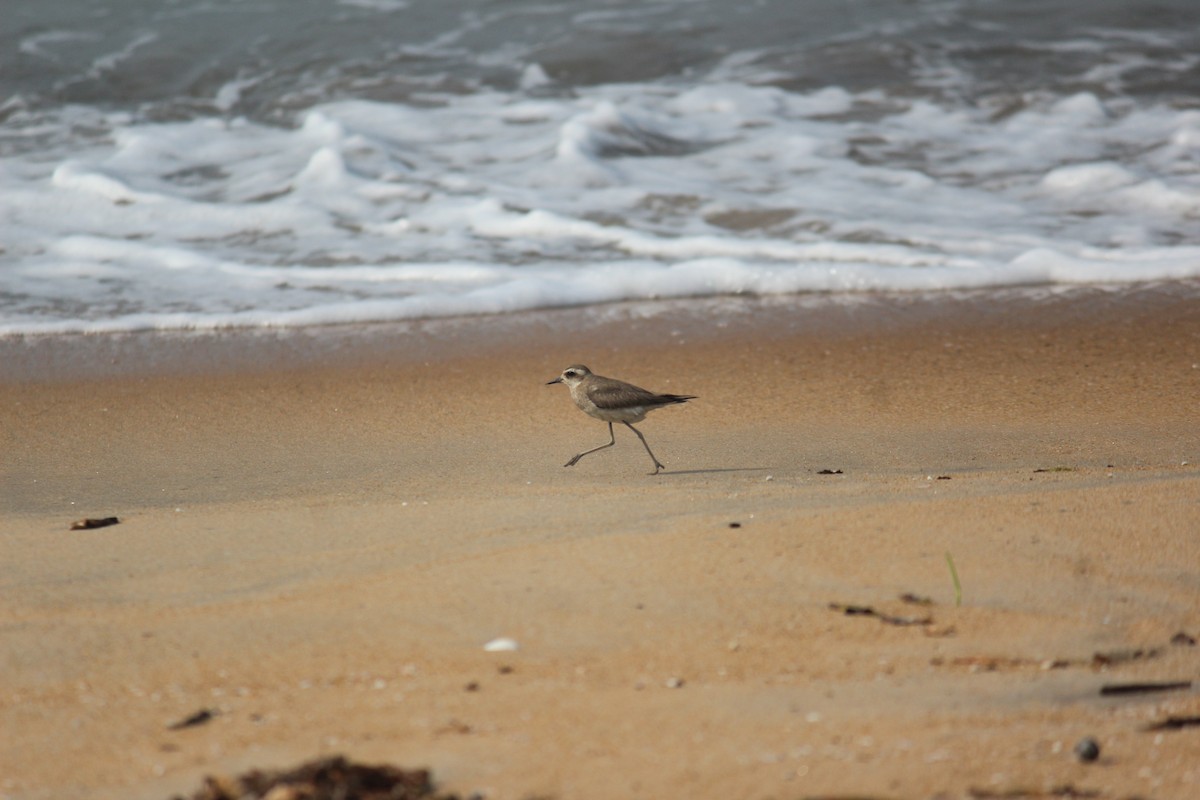 kulík kaspický - ML505768851