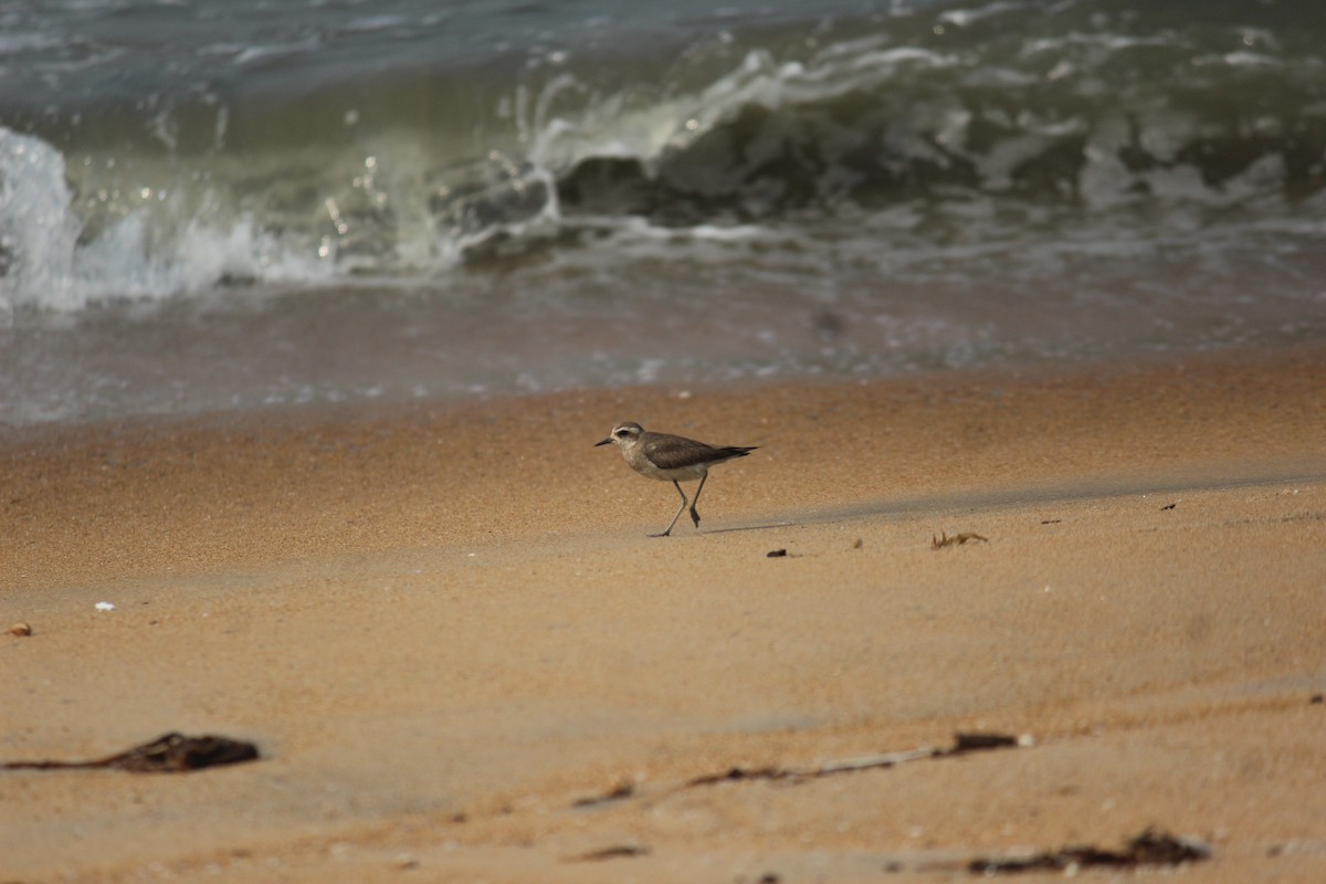 kulík kaspický - ML505768861