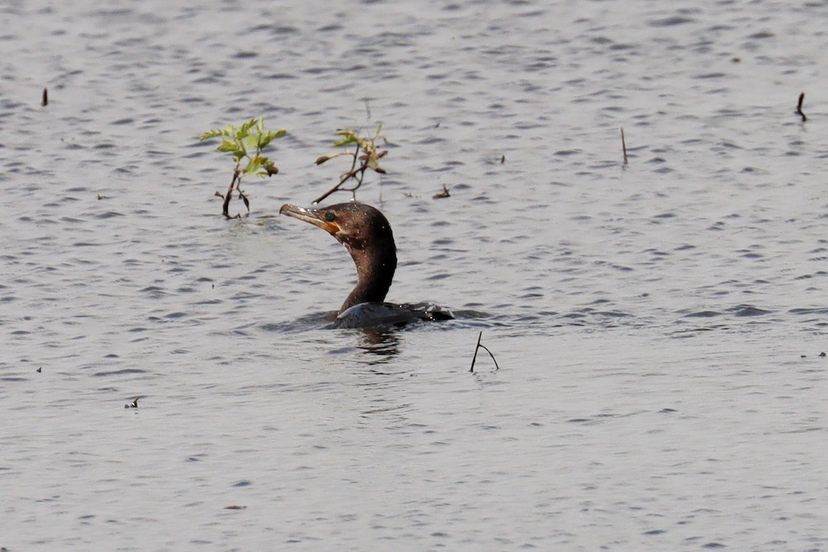 Neotropic Cormorant - ML505769161