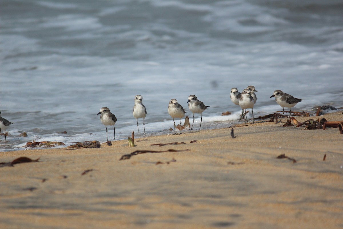 kulík tibetský - ML505770481