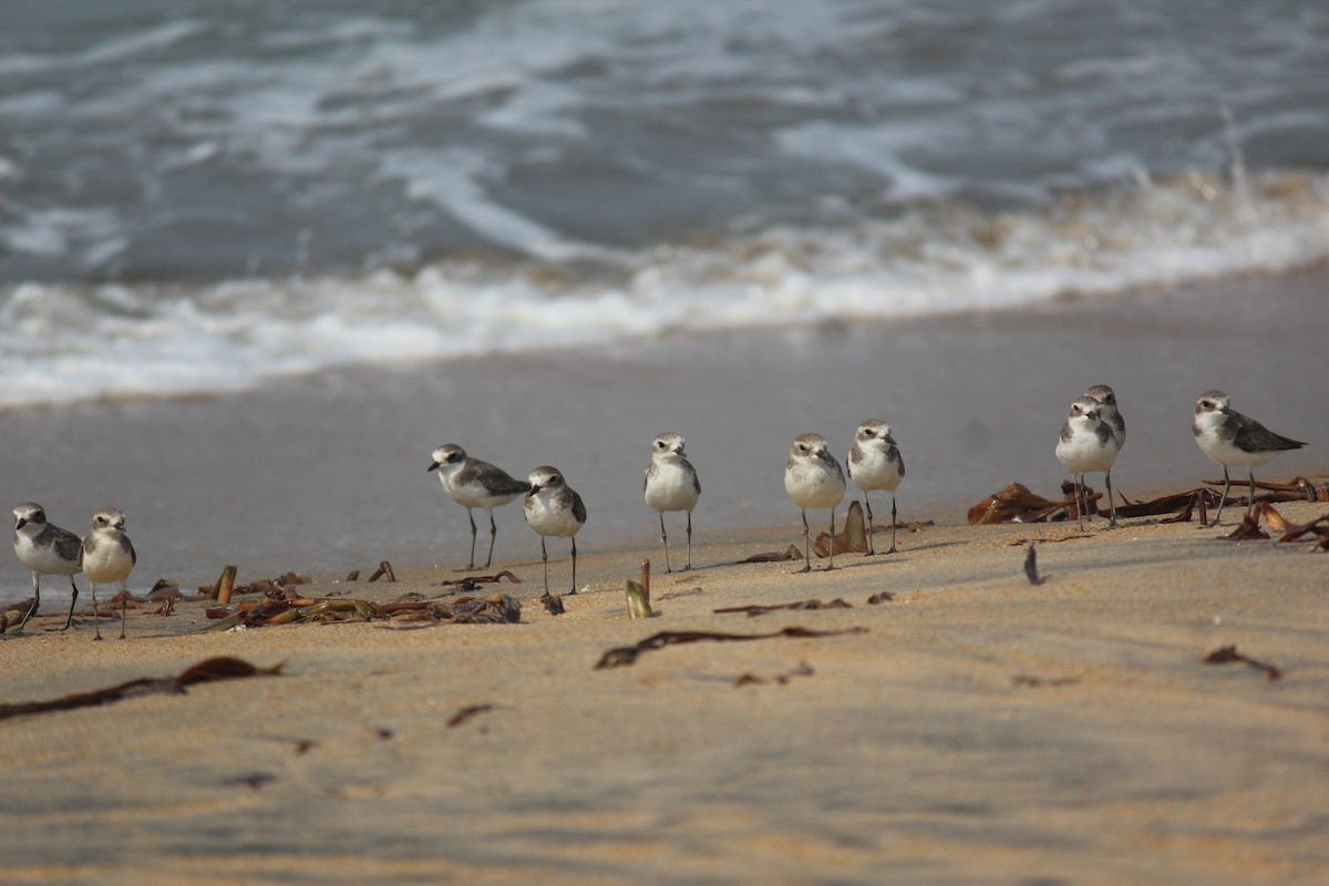 kulík tibetský - ML505770491