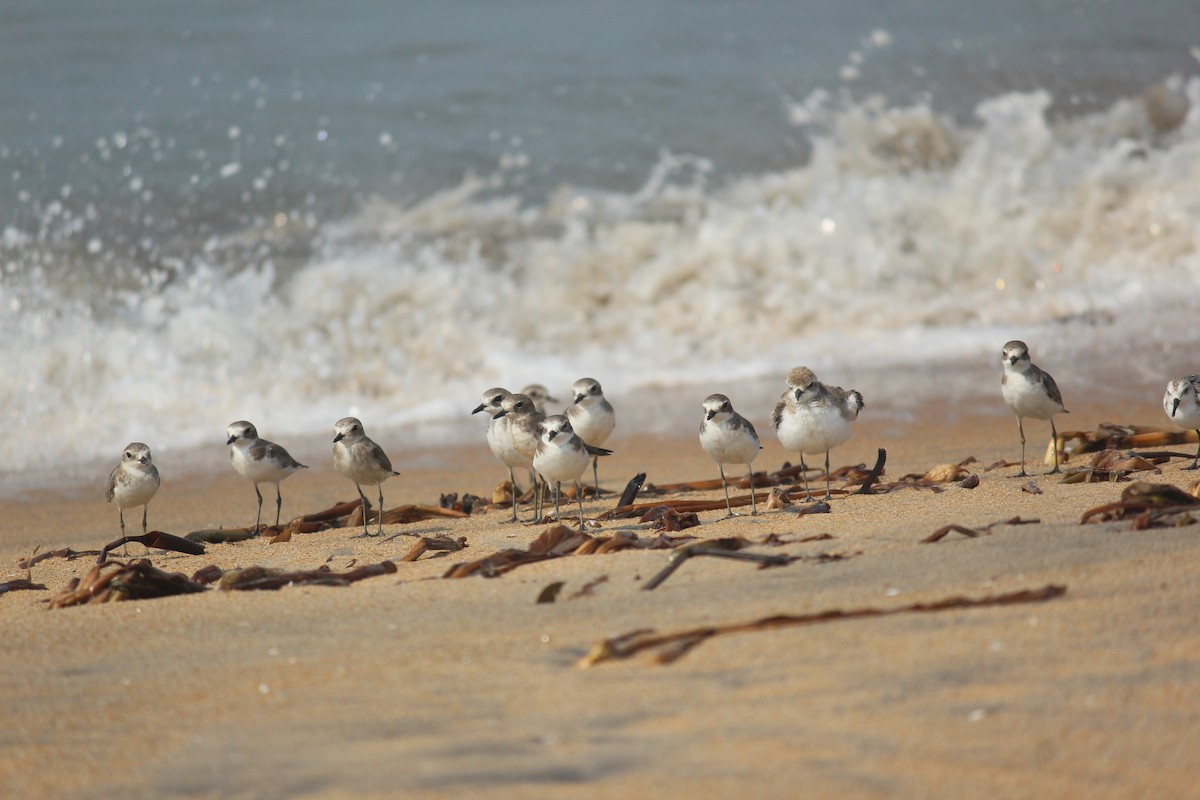 kulík tibetský - ML505770501