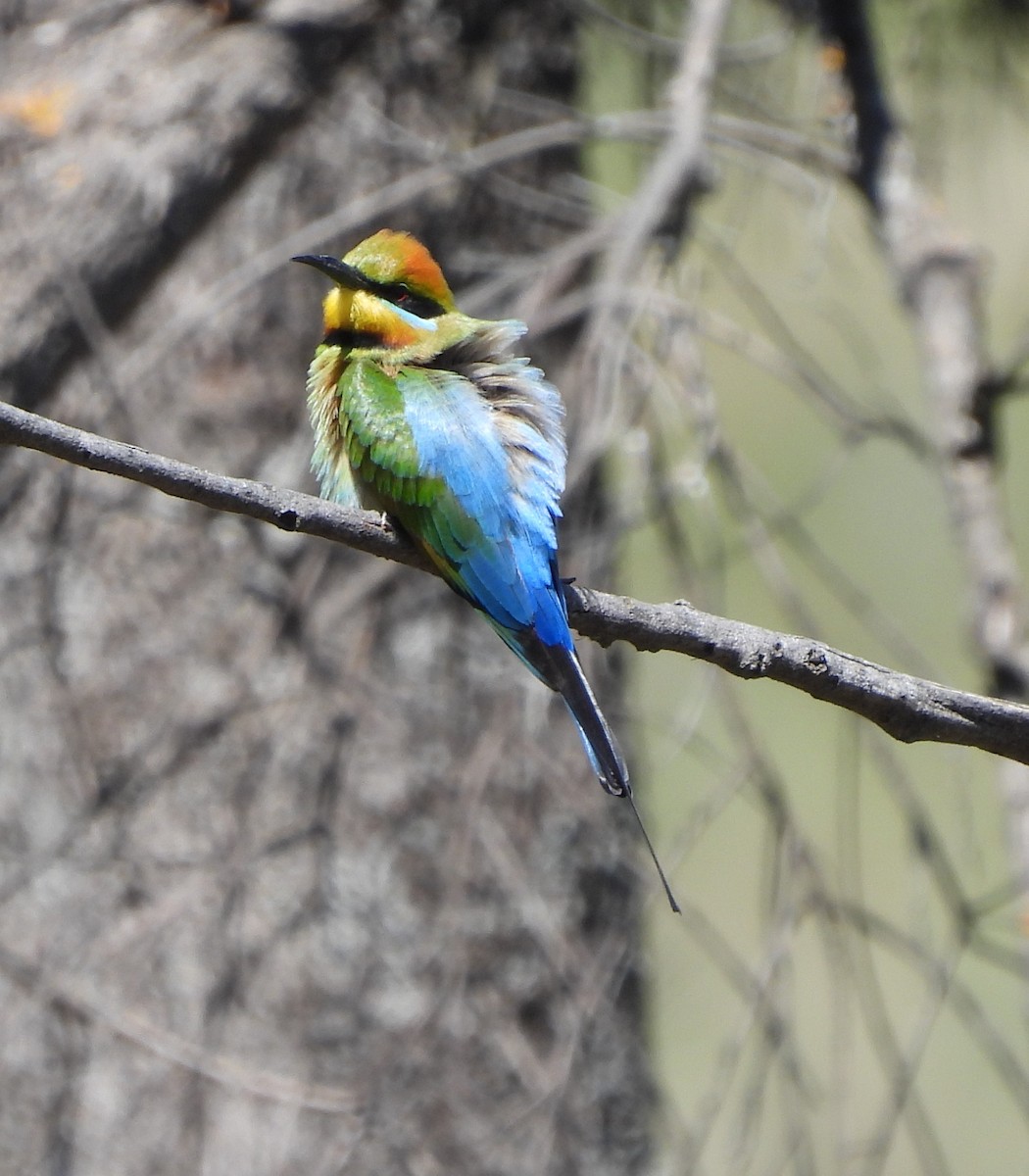 Rainbow Bee-eater - ML505770861