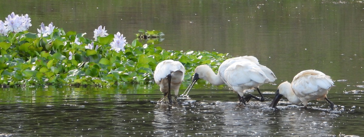 Royal Spoonbill - ML505771501