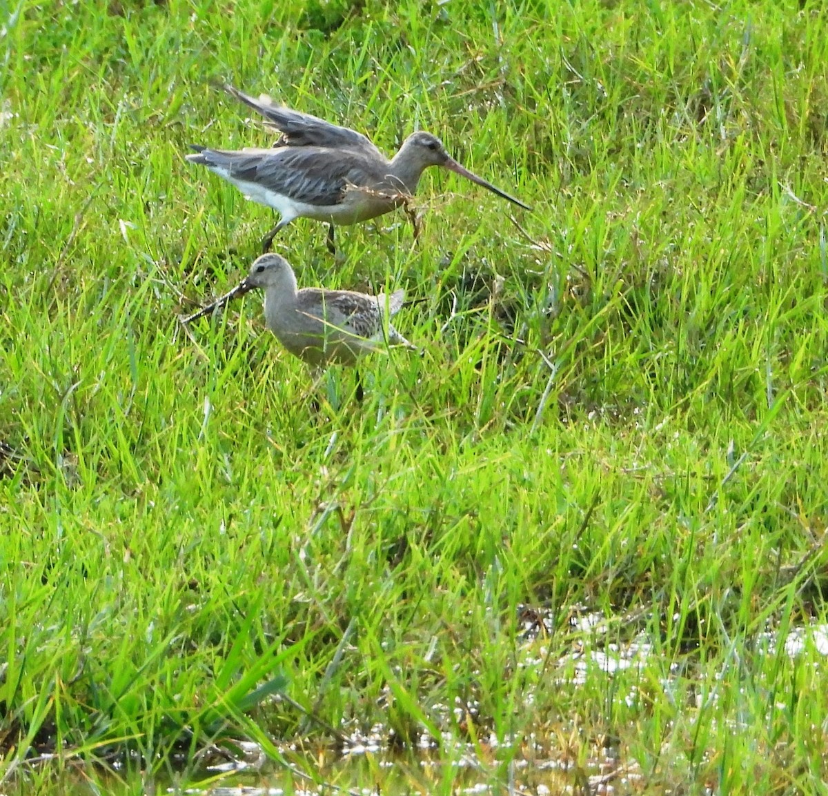 Bar-tailed Godwit - ML505771791