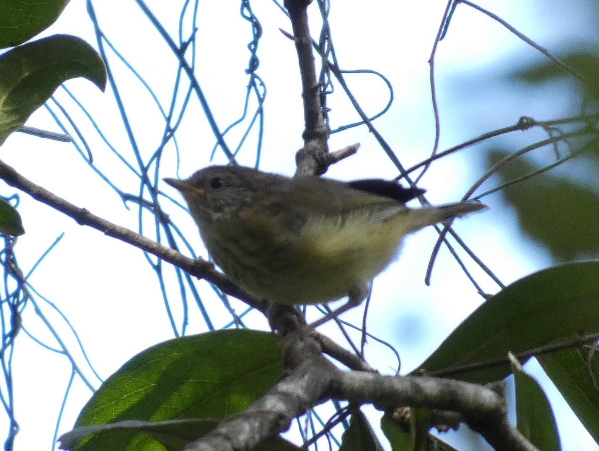 Brown Thornbill - ML505772071