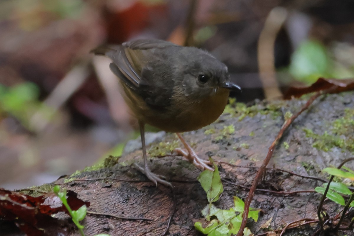 Vogelkop Scrubwren - ML505772281