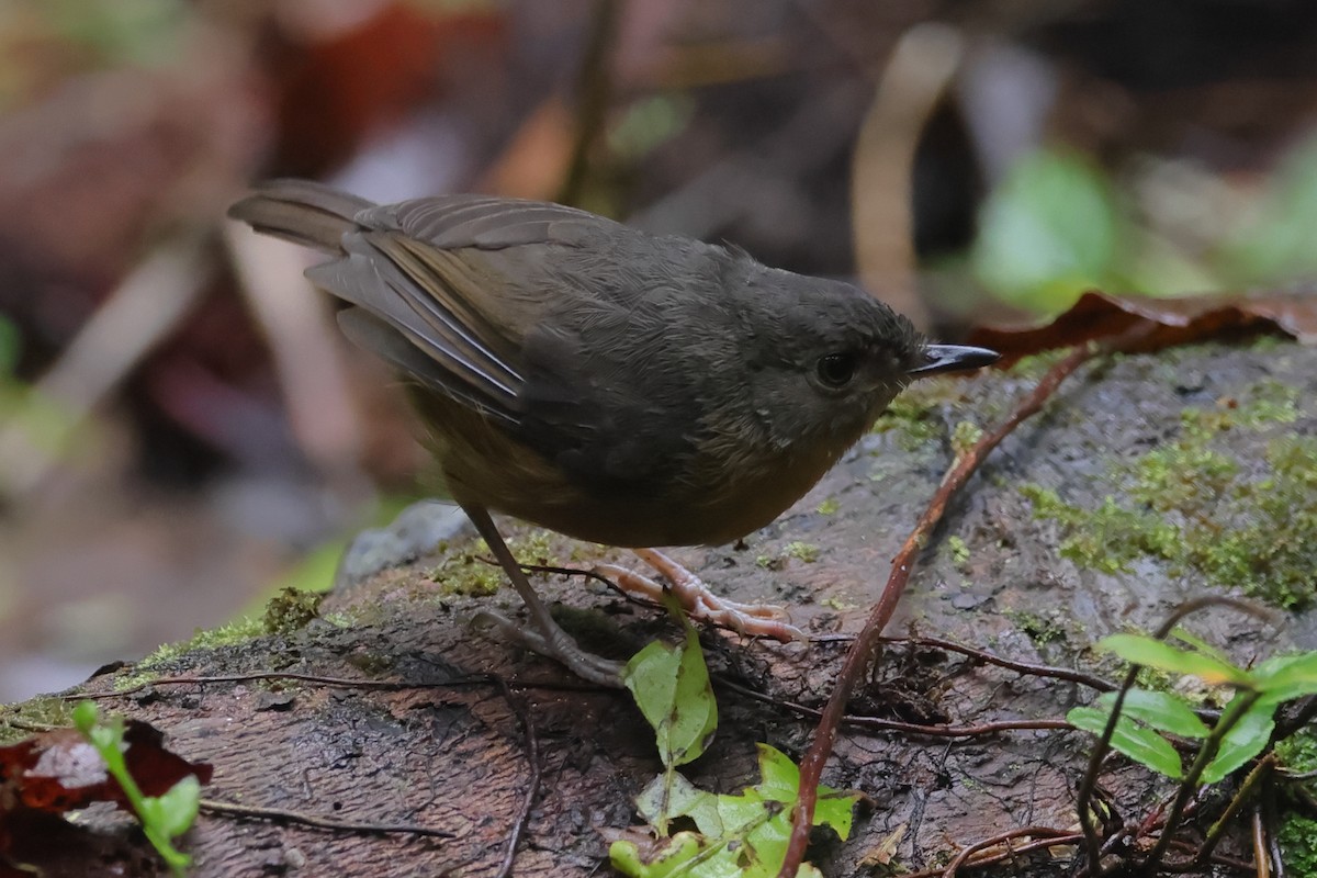 Vogelkop Scrubwren - ML505772301