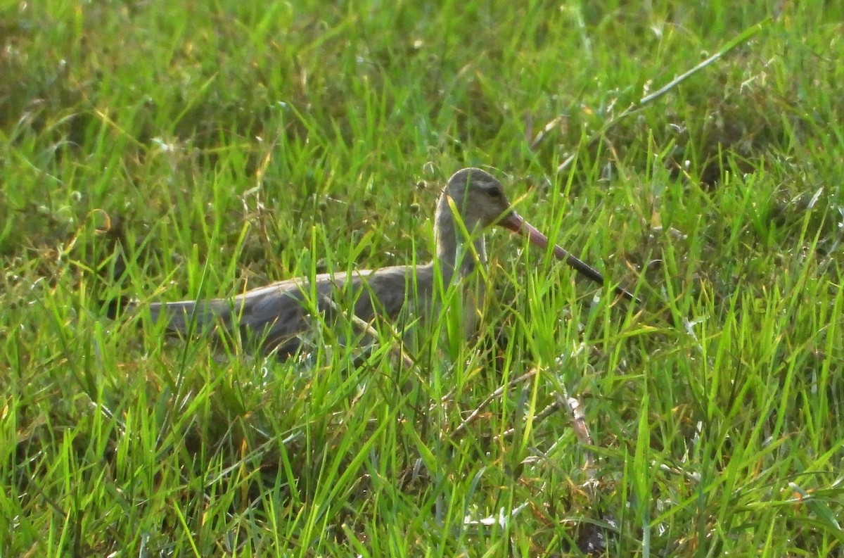 Bar-tailed Godwit - ML505772961