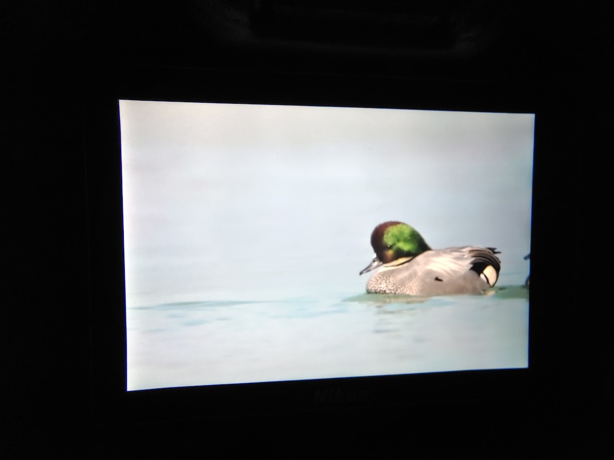 Falcated Duck - ML505773761