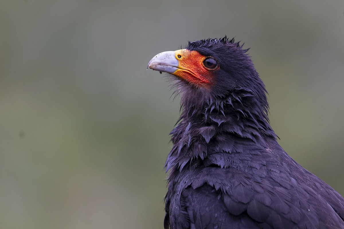 Mountain Caracara - Juan Diego Vargas