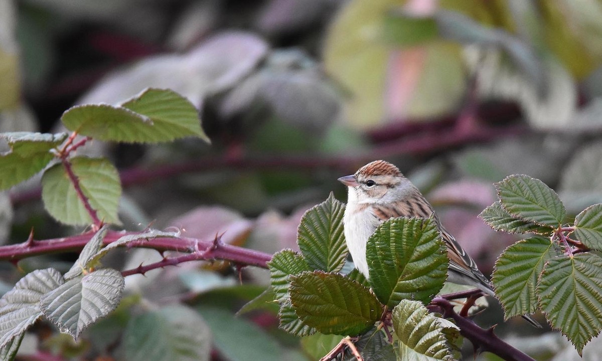 Chipping Sparrow - ML505774111