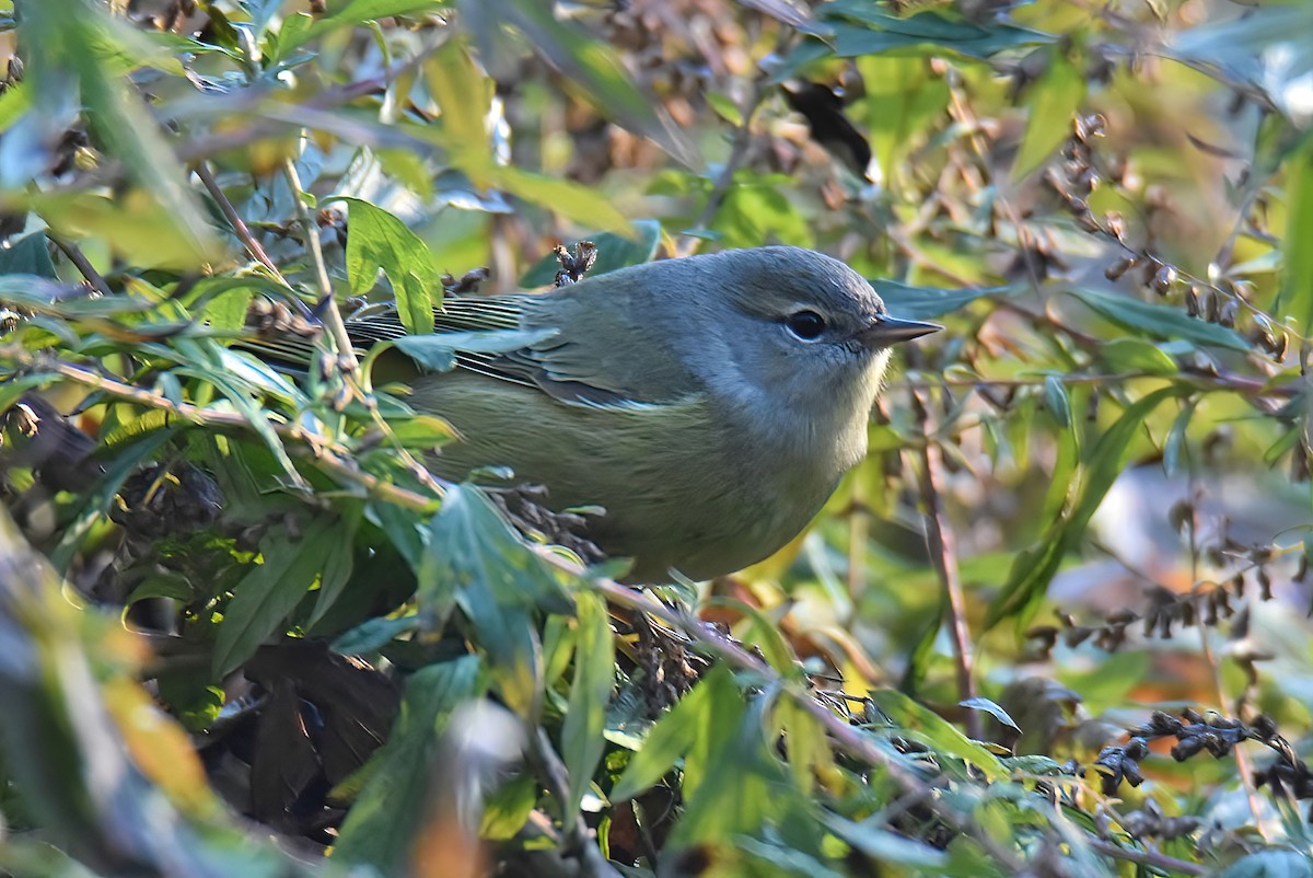 Orange-crowned Warbler - ML505774211