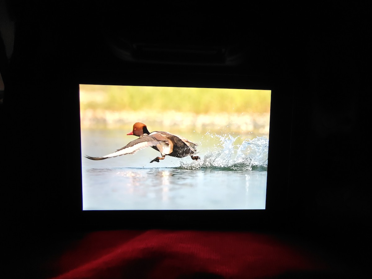 Red-crested Pochard - ML505774301