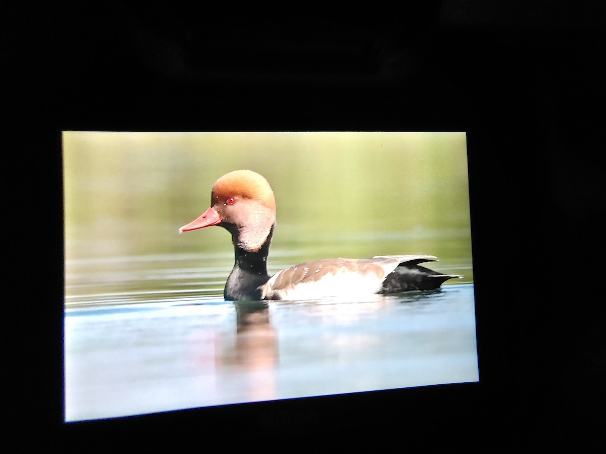 Red-crested Pochard - ML505774651