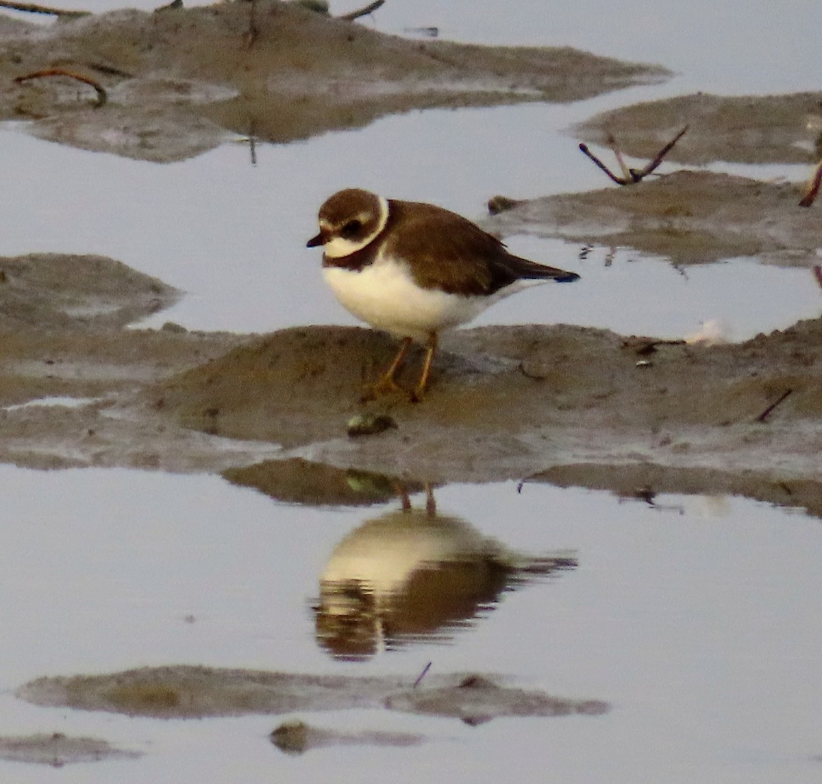 Semipalmated Plover - ML505776631