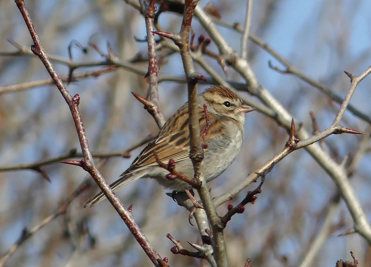 Chipping Sparrow - ML505777461