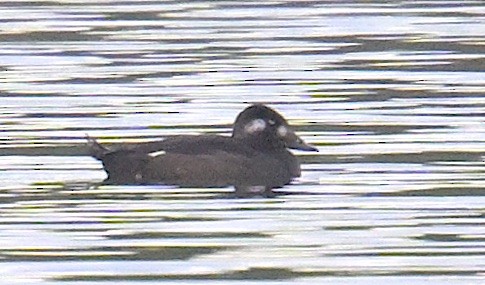 White-winged Scoter - ML505781541