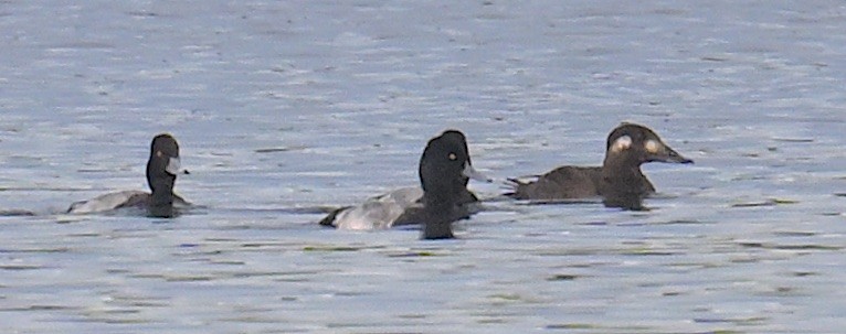 White-winged Scoter - ML505781561