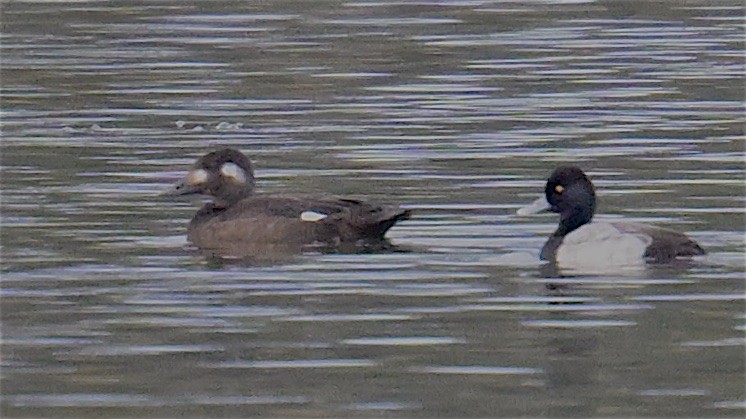 White-winged Scoter - ML505781571