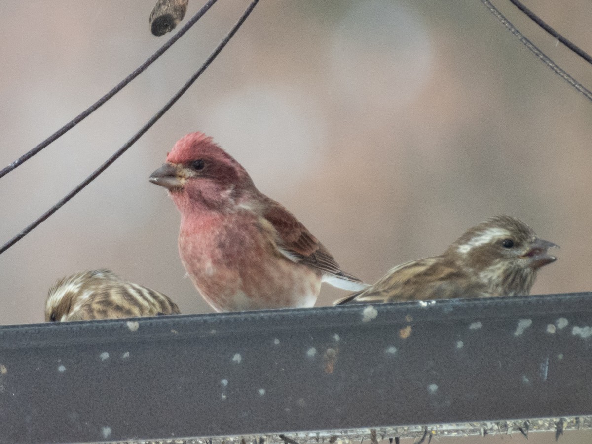 Purple Finch - ML505782281