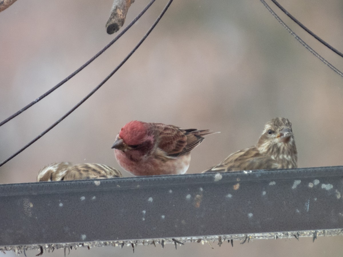 Purple Finch - ML505782291