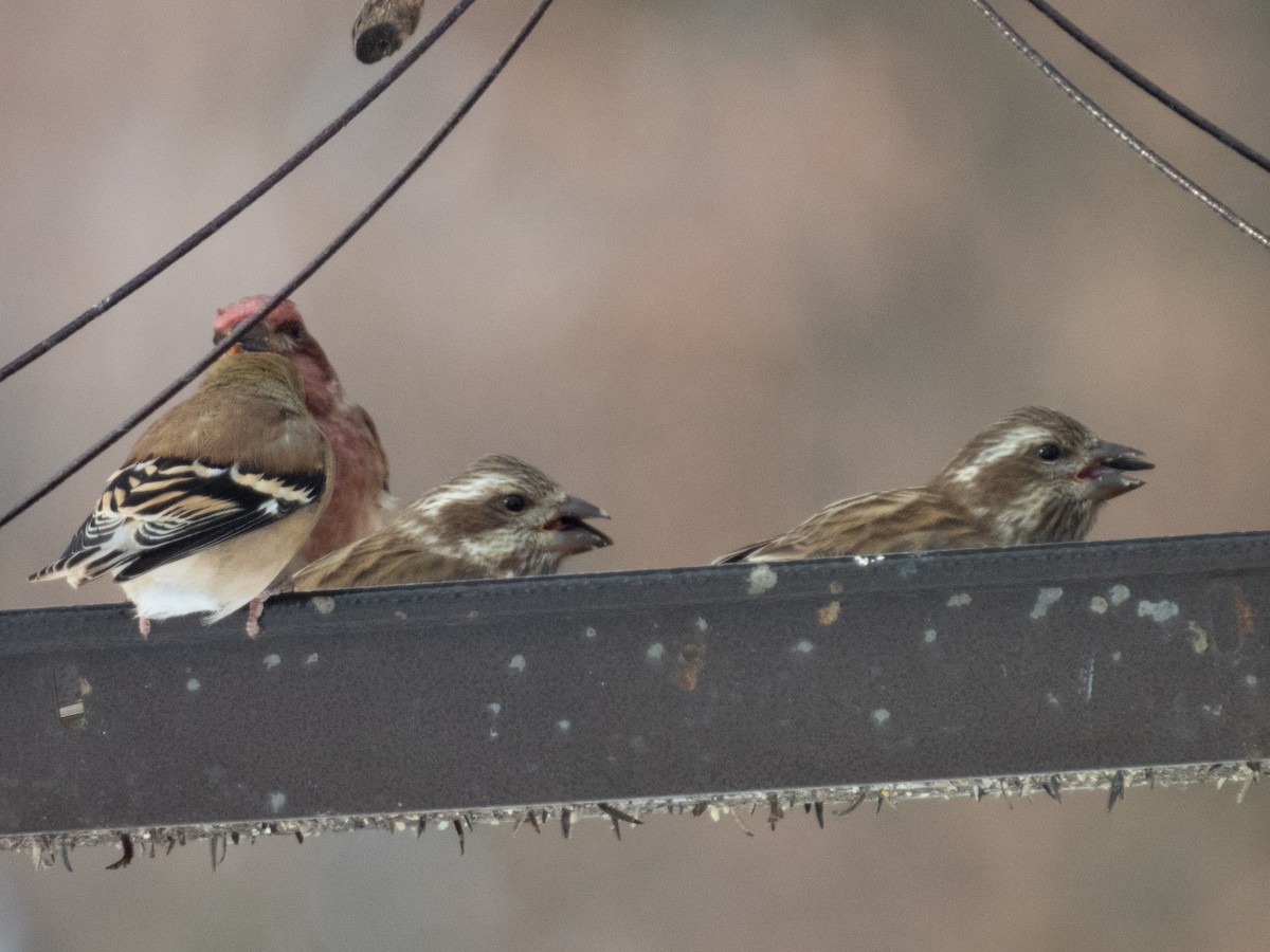 Purple Finch - ML505782301