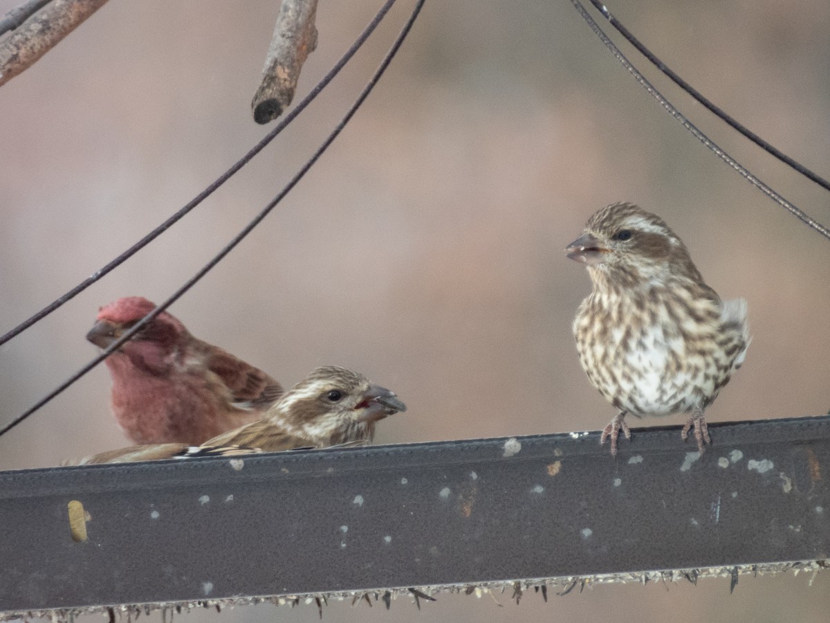 Purple Finch - ML505782311