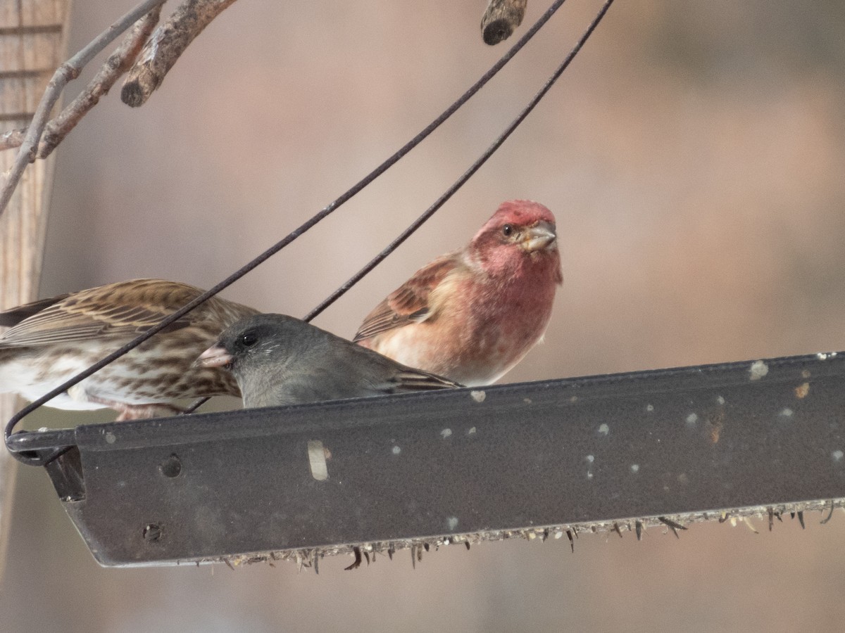 Purple Finch - ML505782321