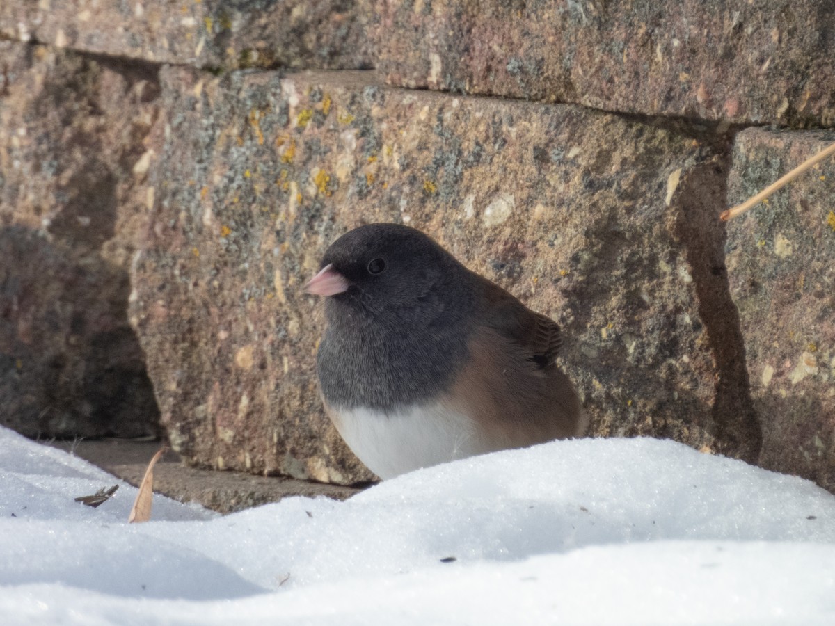 Dark-eyed Junco (Oregon) - ML505782491