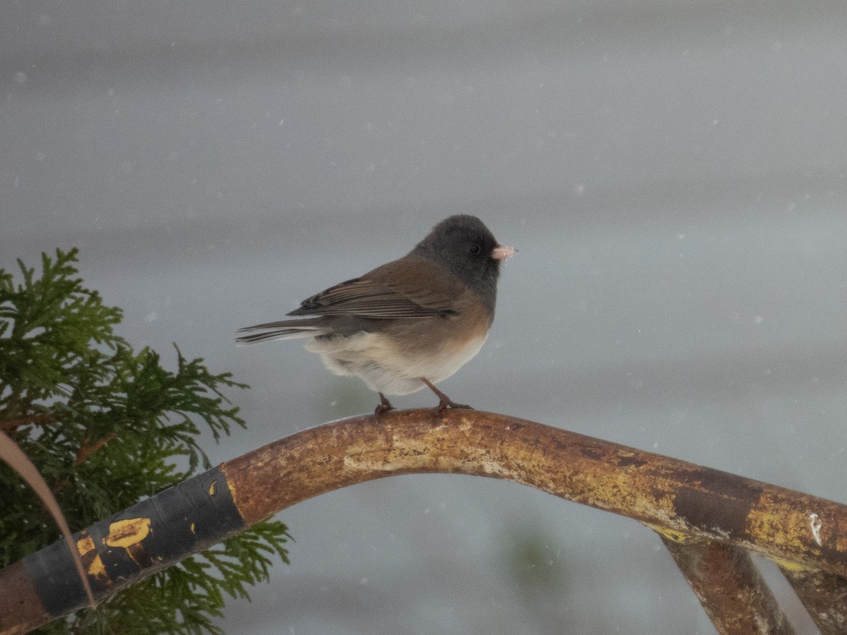 Dark-eyed Junco (Oregon) - ML505782501