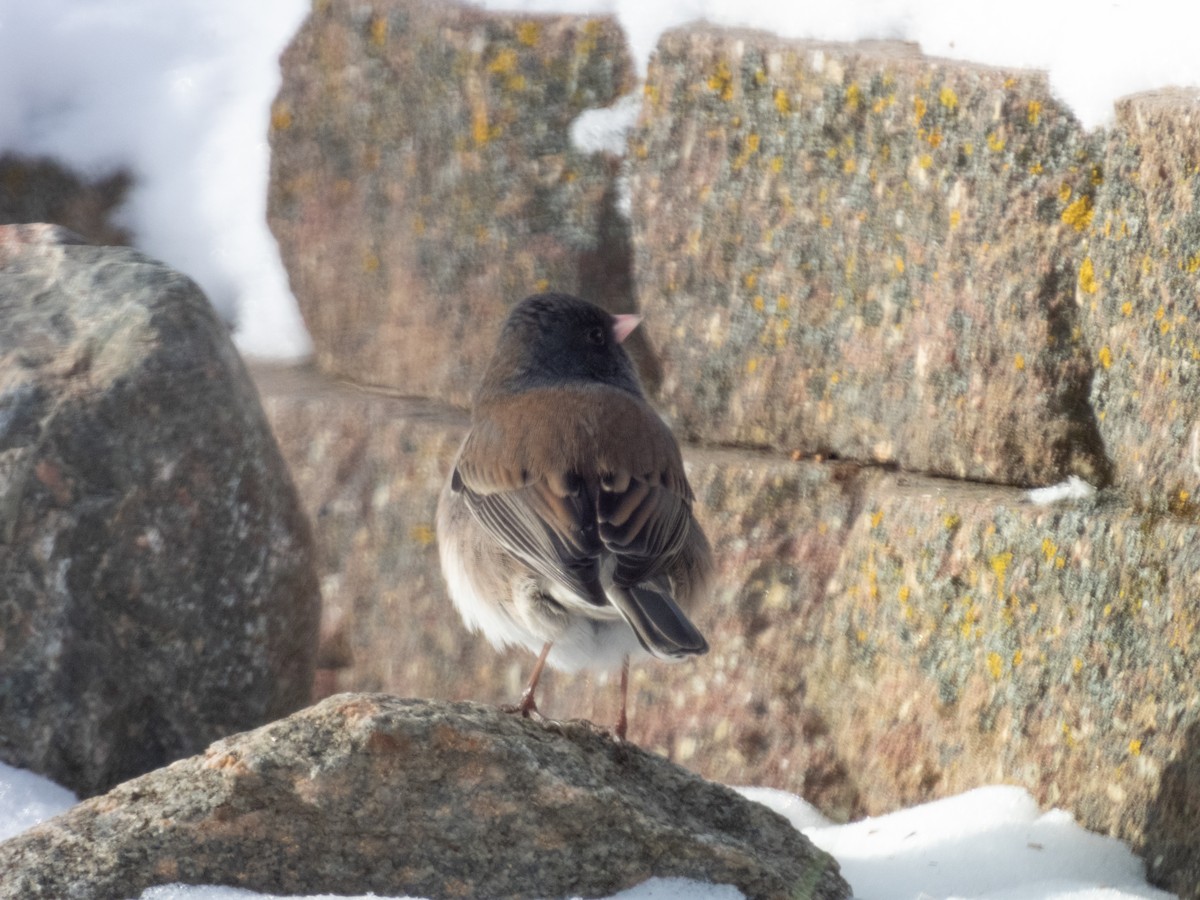 Dark-eyed Junco (Oregon) - ML505782511