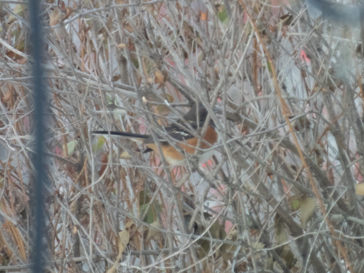 Spotted Towhee - ML505782551